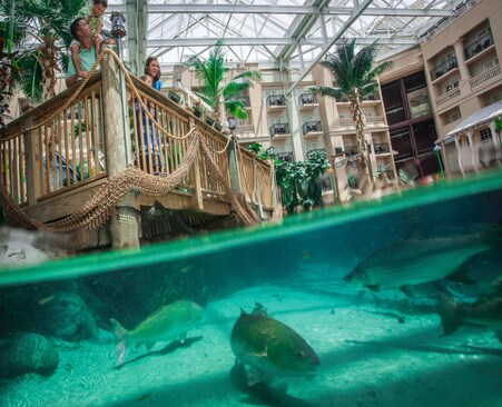 Gaylord Palms Mariott Wildlife