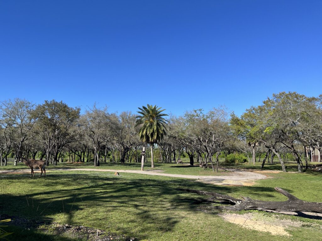 animal kingdom lodge facts - view of the savanna